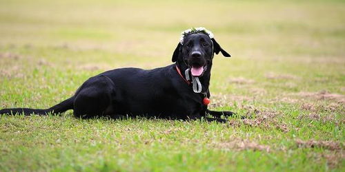 梦见和黑狗，梦见和黑狗一起玩耍