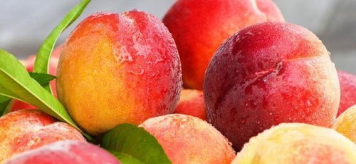 女人梦到满树的桃子，梦到满树的桃子熟啦,摘桃子吃