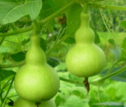 梦到葫芦，做梦葫芦是什么意思啊