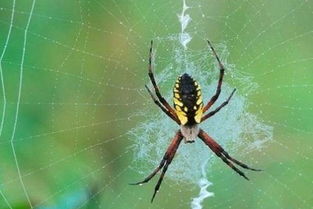 梦见蜘蛛网什么预兆，梦见蜘蛛网是什么意思