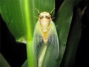 我梦见蝉，梦见蝉爬身上