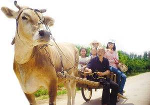 梦见牛车是什么意思 思，做梦坐牛车什么意思