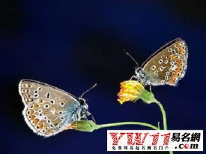 梦见好多蝴蝶在飞舞,然后就飘走了是什么意思?，梦见好多蝴蝶飞向自己