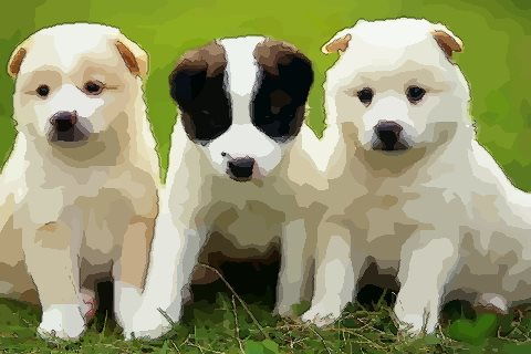 梦见很多狗在房间里，梦见很多狗在家里是什么意思