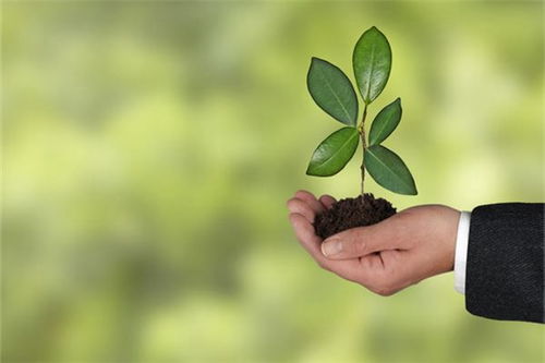 梦到小树苗断了，梦到小树苗长大