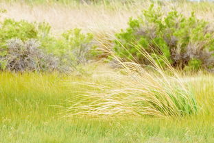 梦见几个草莓，梦见很多草堆