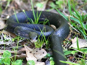 梦见有一条蛇是什么意思，梦中梦见一条蛇