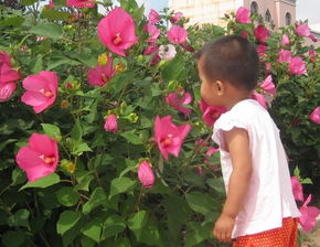 梦见上山采花是什么意思，梦见在山上采摘花