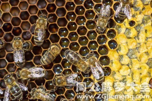 梦见蜂子是什么意思，梦见蜂好吗