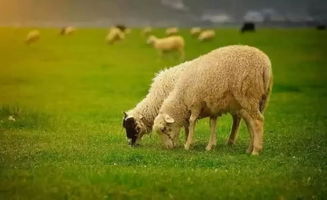 梦见羊拉了一地的羊屎，梦见羊群拉屎