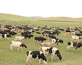 梦见牛是不是好梦，梦到牛的寓意