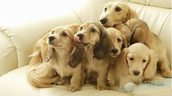 梦见小狗多多,梦见小狗很多小狗