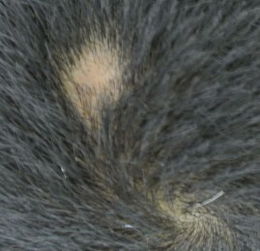 梦见掉了一块头发是什么征兆，梦见掉了一块头发怎么办周公解梦