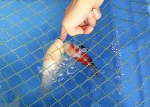 梦见被老婆咬手指，梦见老婆咬我的手不放