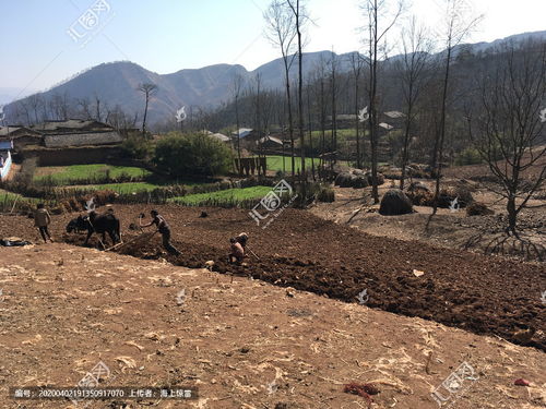 梦见家人在耕地，梦见家里的地耕了