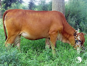 梦到用绳子拴着牛，梦见给牛拴绳子