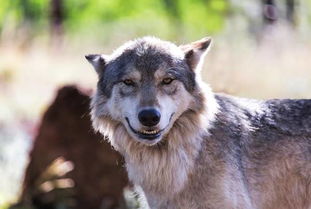 梦见三只狼狗是什么预兆，梦见三只狼对我很友好
