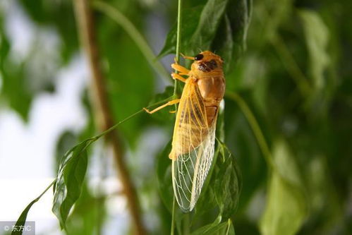 梦里听见知了叫,我梦见知了