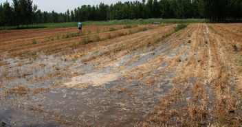 梦见旱地出水，梦见旱地下雨
