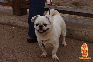 梦见狗什么意思很大一只狗，梦见一条大狗狗