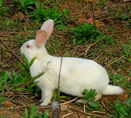 梦见买兔子是什么意思周公解梦，梦见买兔子是什么意思