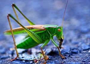 梦见捉了很多豆虫，梦见抓了很多蚂蚱