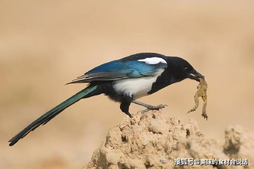 梦见喜鹊吃虫子，梦见喜鹊吃肉