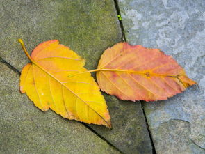 做梦梦见桑树叶，梦见桑树枝繁叶茂