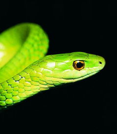 梦到假蛇变成真蛇，梦到假蛇会动