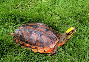 梦见金钱龟和鱼是什么意思，梦见乌龟吃鱼下金蛋