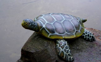 梦到被乌龟追是什么意思，梦到乌龟追我是什么意思