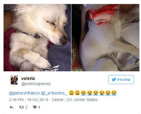 梦到自己铲屎是什么意思，梦到自己铲屎一直恶心吐