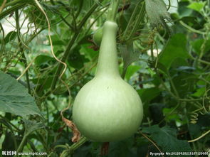 梦见葫芦菜，梦见绿葫芦很长