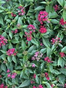 梦见花开一半，梦见花苗开花