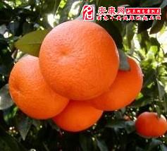 梦见送橘子，梦见送橘子给别人是什么预兆