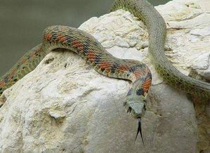 梦到手机里钻出蛇要攻击我，梦见蛇钻进自己的手掌里