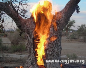 梦见树起火了预示什么，梦见树起火了怎么回事