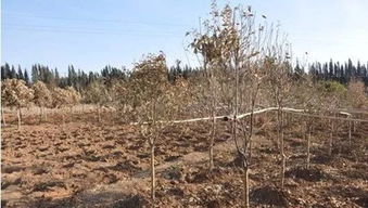 梦见树苗长的很好，梦见树苗迅速长成大树