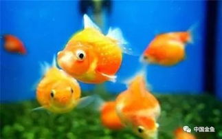 梦见给鱼找鱼缸，梦到金鱼缸和金鱼