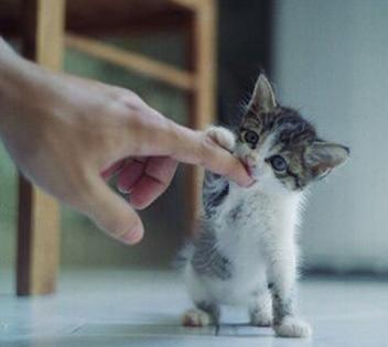 梦见猫掉下来啥意思啊，梦见猫掉毛是什么意思