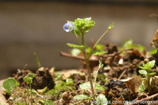 梦见春草发芽，梦见绿草发芽