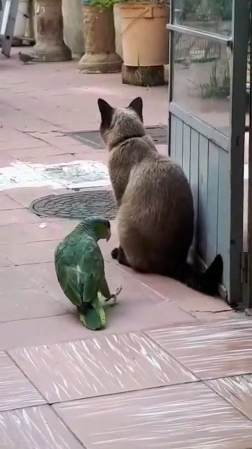 梦见一只鸟飞走了啥意思，梦见一只鸟飞向我