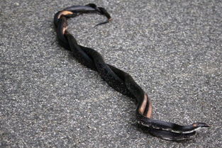 梦见蛇缠在腿上有甩掉，梦到蛇绕着腿