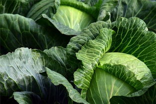 做梦梦见一堆白菜，梦见一堆白菜是怎么回事