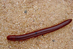 梦见身上长出很多蚯蚓，梦见自己身上好多蚯蚓怎么回事