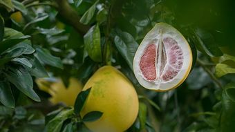 梦见剥柚子吃柚子，梦见摘柚子吃是什么兆头