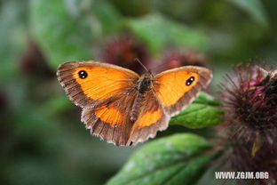 梦见路上泥巴，梦见路上全是泥巴路