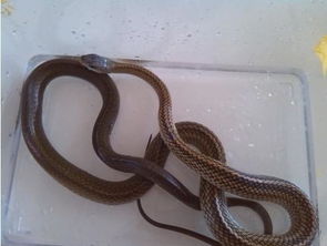 梦见小粉蛇，做梦梦见粉蛇是什么征兆